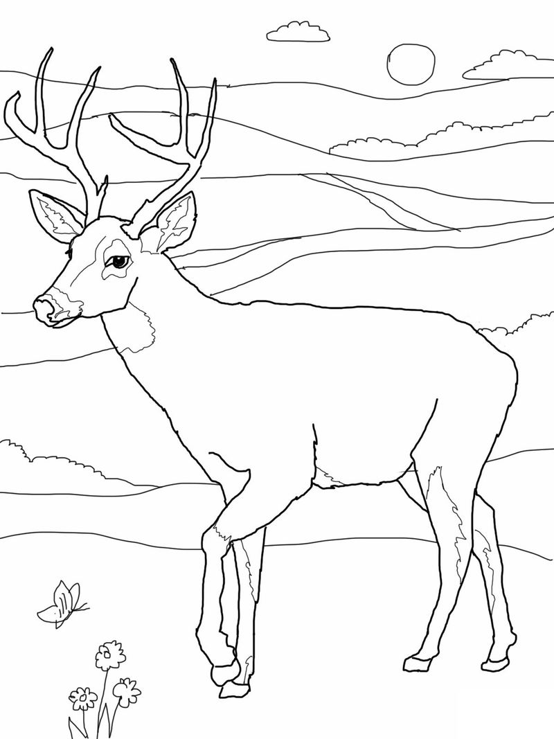 Printable Deer Coloring Pages For Adults