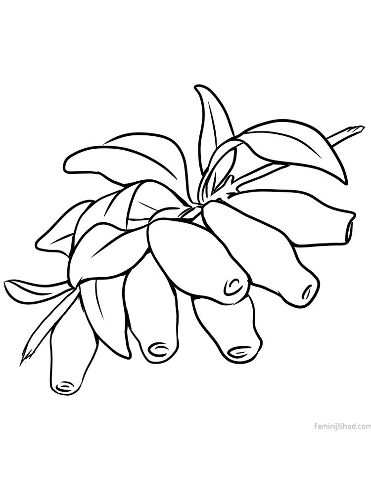 Printable honeyberry coloring pictures print