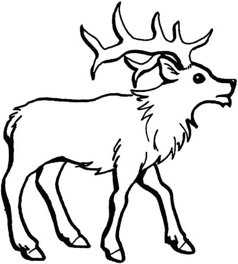 Reindeer Coloring Pages