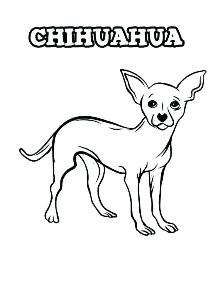 beverly hills chihuahua coloring pages