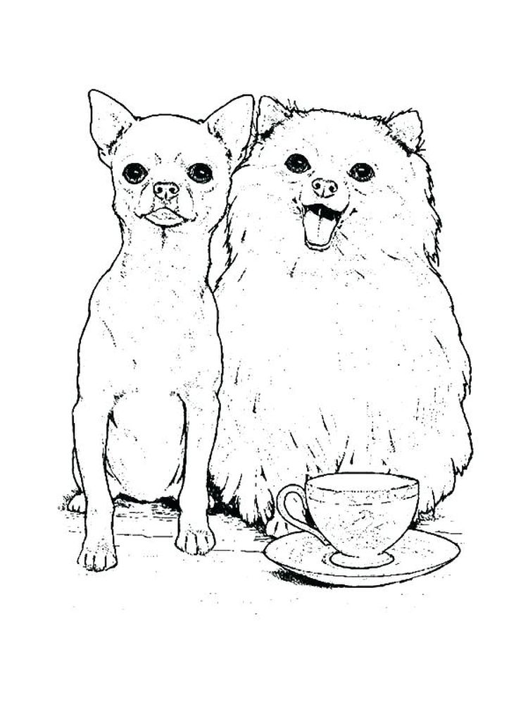 chihuahua coloring pages printable