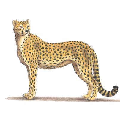 Printable Cheetah Coloring Pages