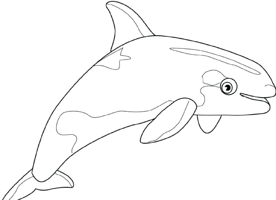 dolphin printables coloring pages