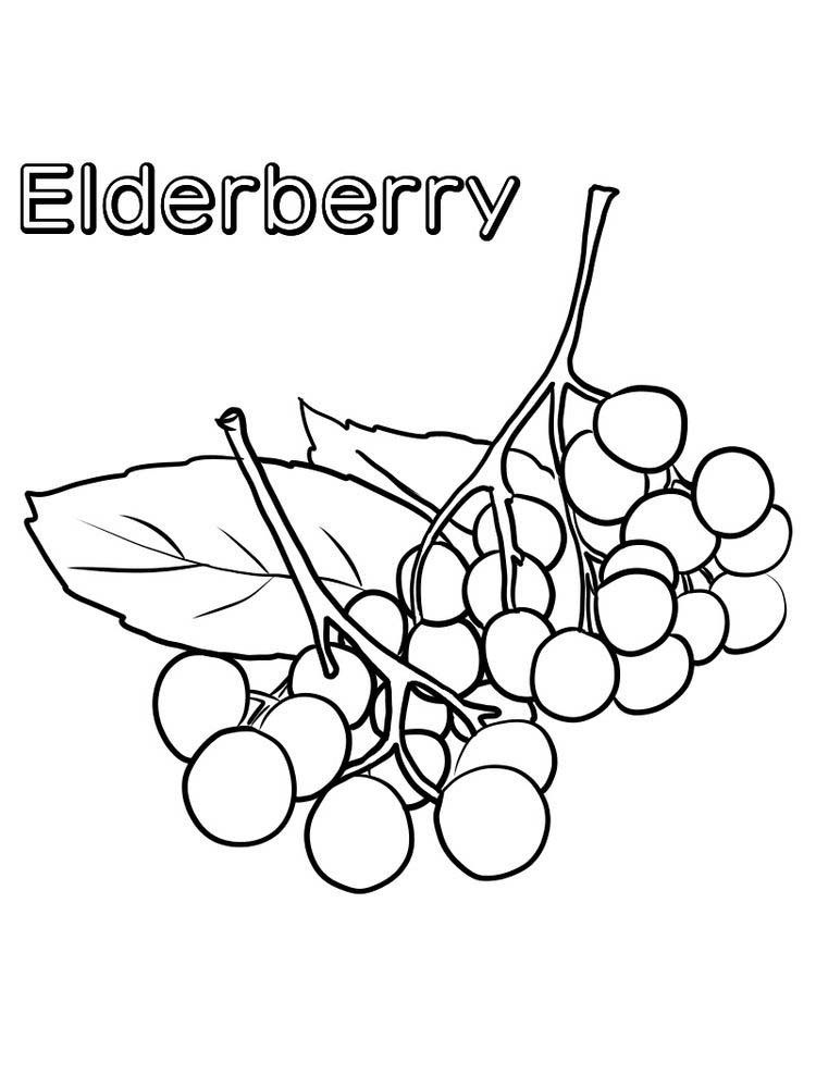 easy elderberry coloring images