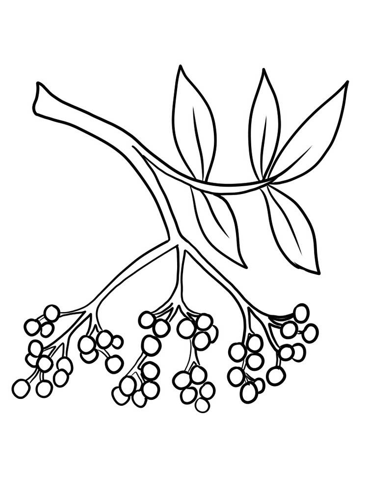 easy printable elderberry picture for coloring