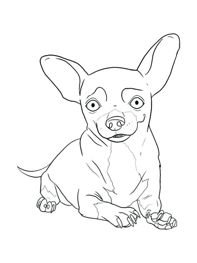 free coloring pages of chihuahua