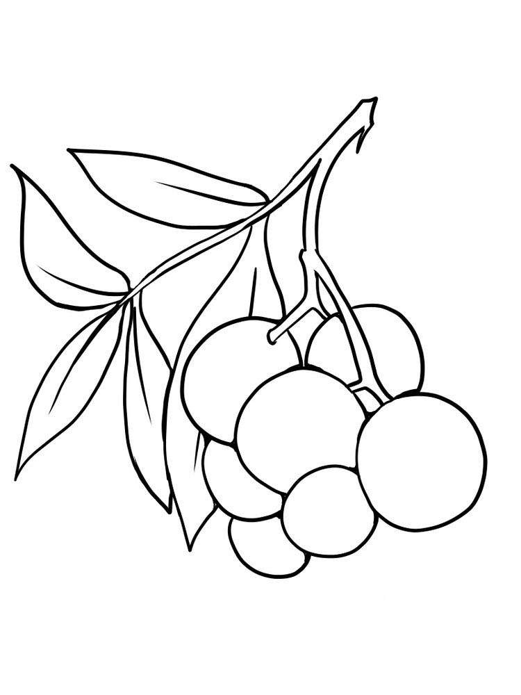 free elderberry coloring page free print