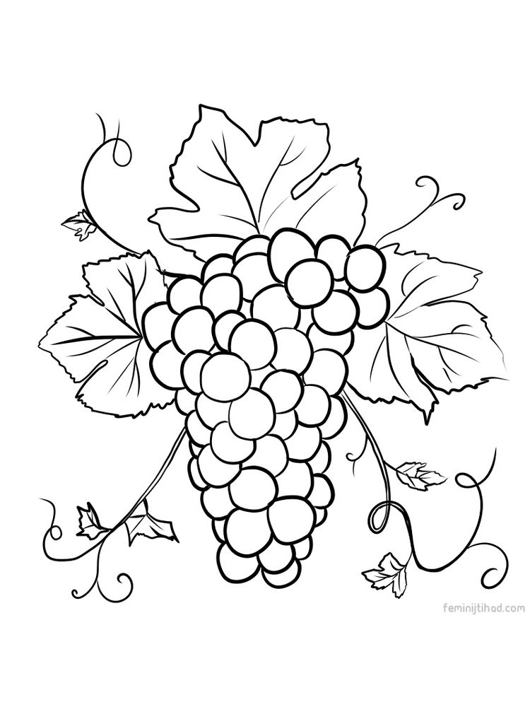 grape coloring page free download pdf