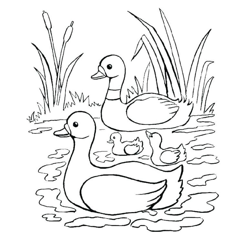 Baby Duck Coloring Pages To Print