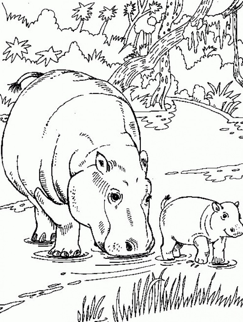 New Hippo Coloring Pages Images