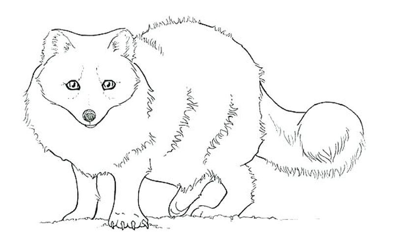 PRINTABLE fox coloring pagesPrintable