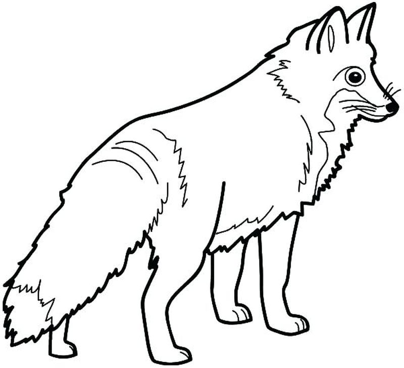 arctic fox coloring pages