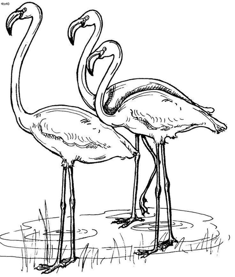 flamingo coloring page printable