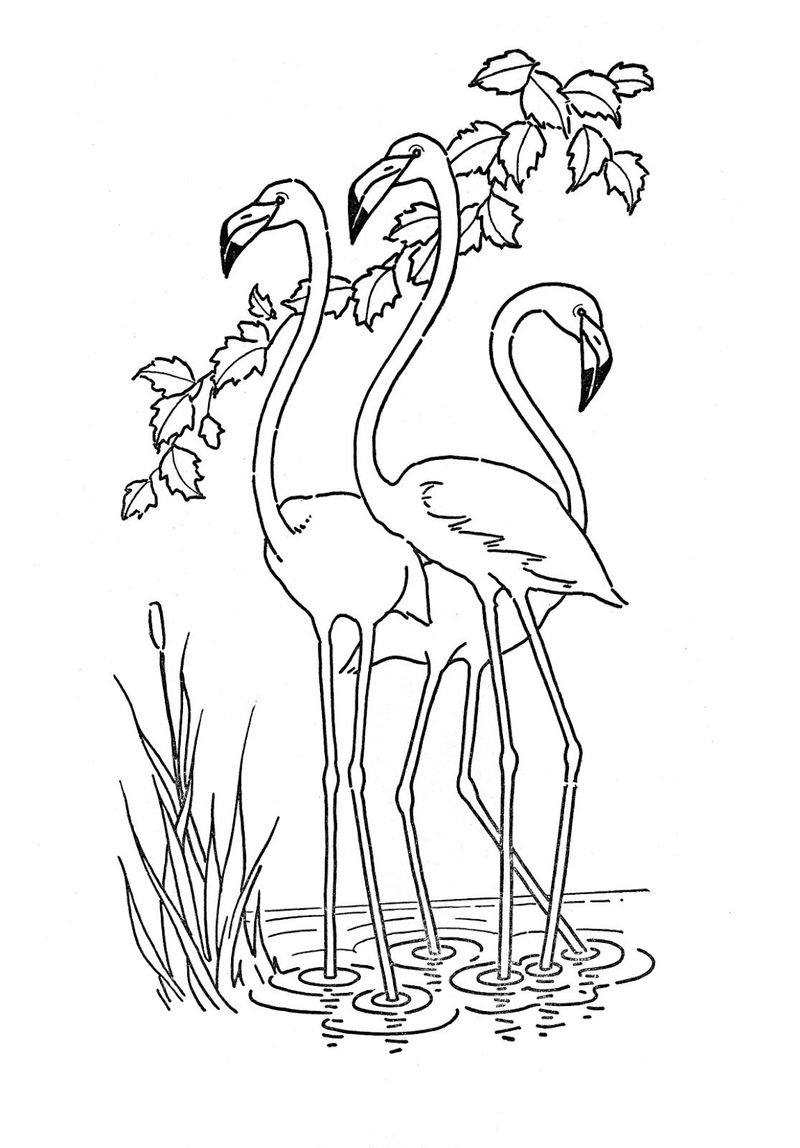 flamingo colouring page