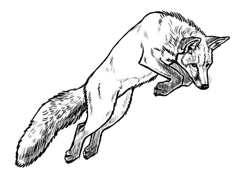 fox coloring pages for kids