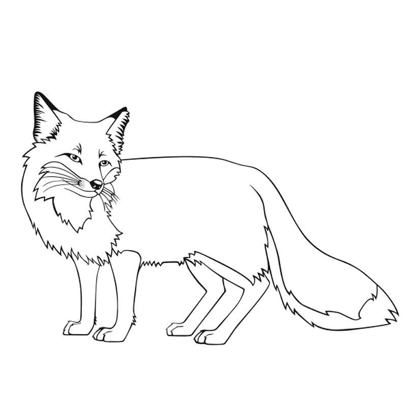 fox coloring pages onlinePrintable