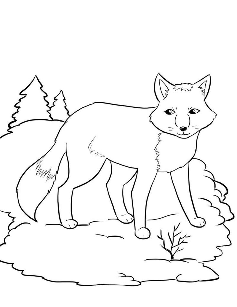 free fox coloring pagesPrintable