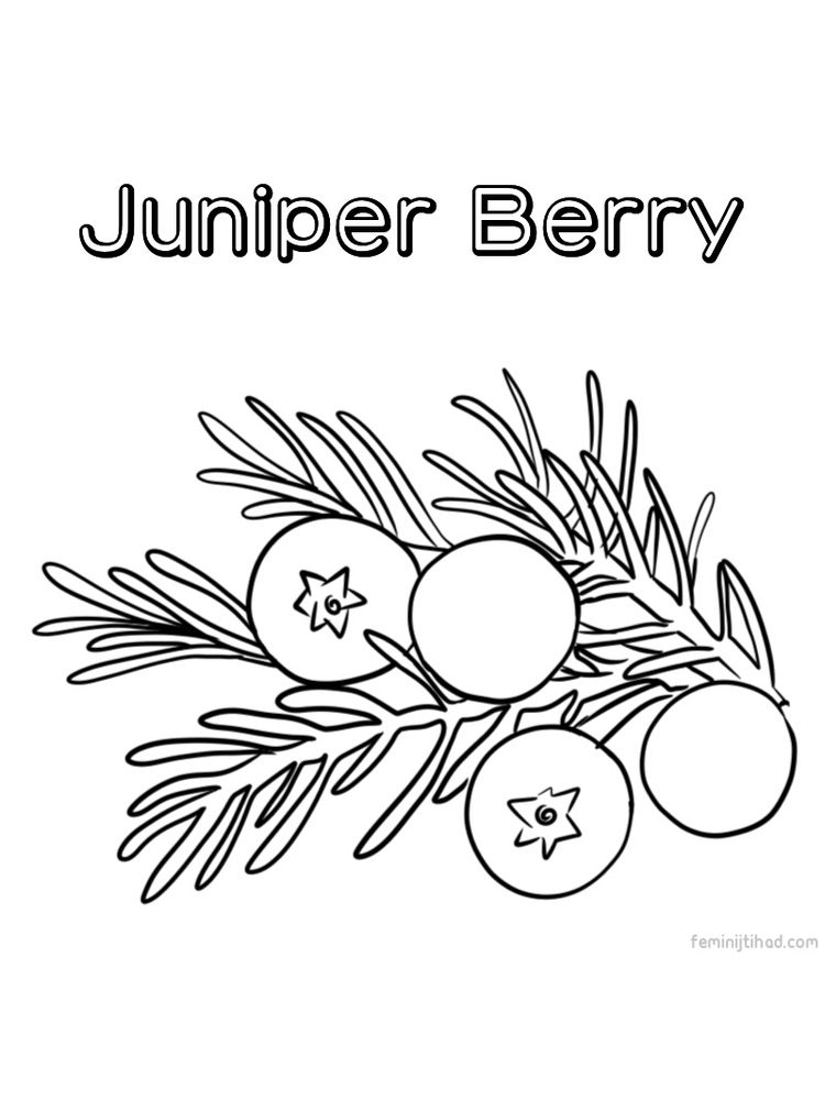 free juniper berry coloring page printable