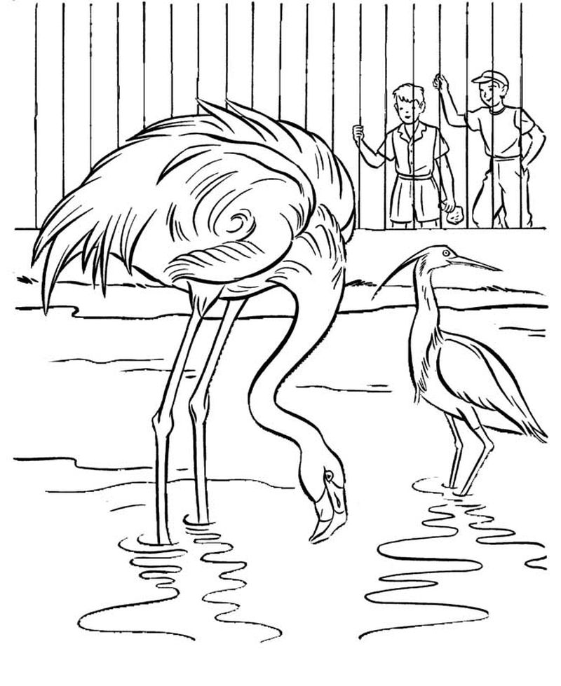 pink flamingos coloring pages print