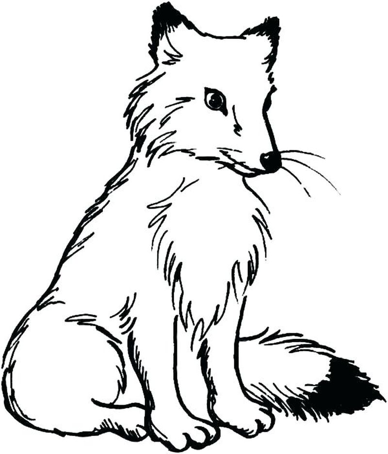 red fox coloring pagesPrintable