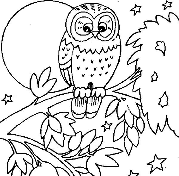 Baby Owl Coloring Page