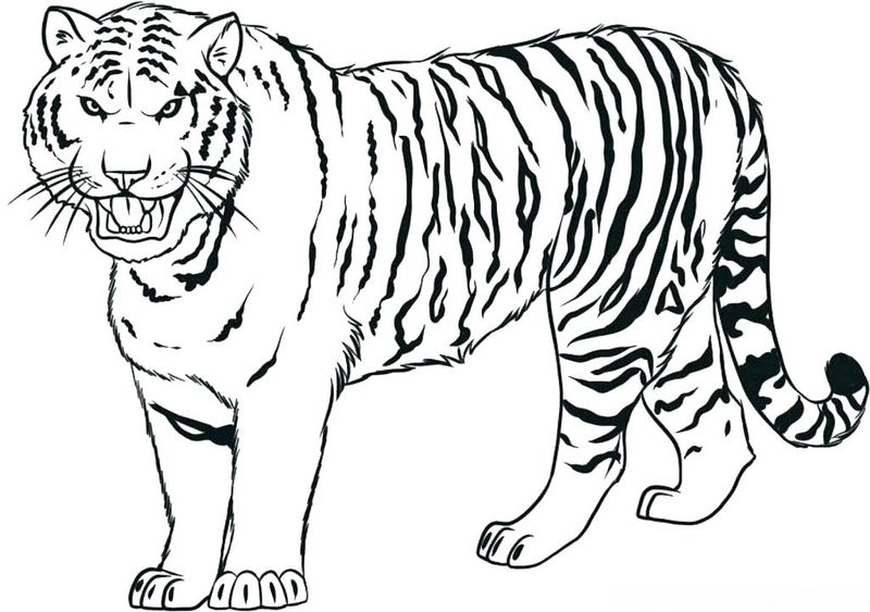 Clemson Tigers Coloring Pages