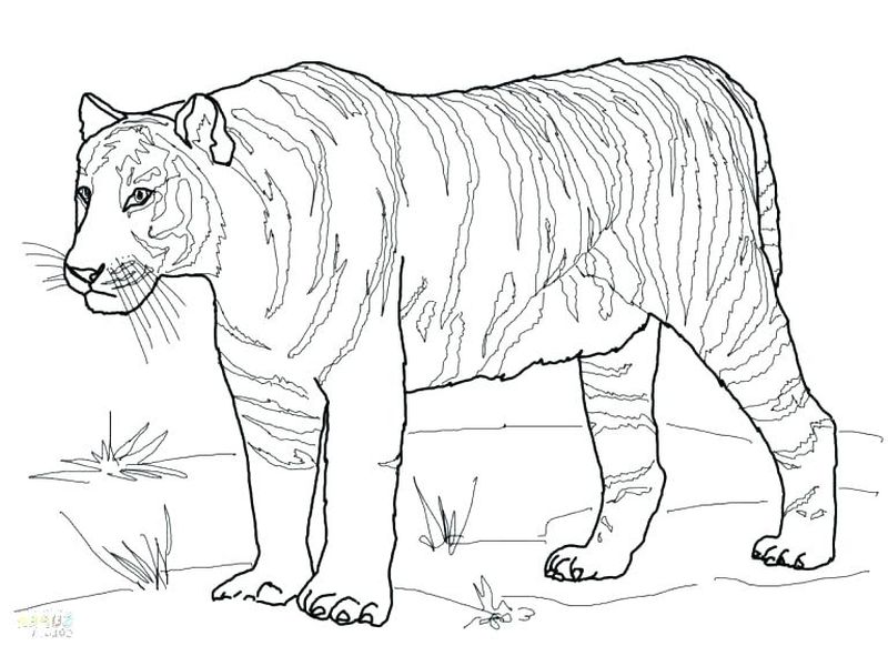 Cool Tiger Coloring Pages