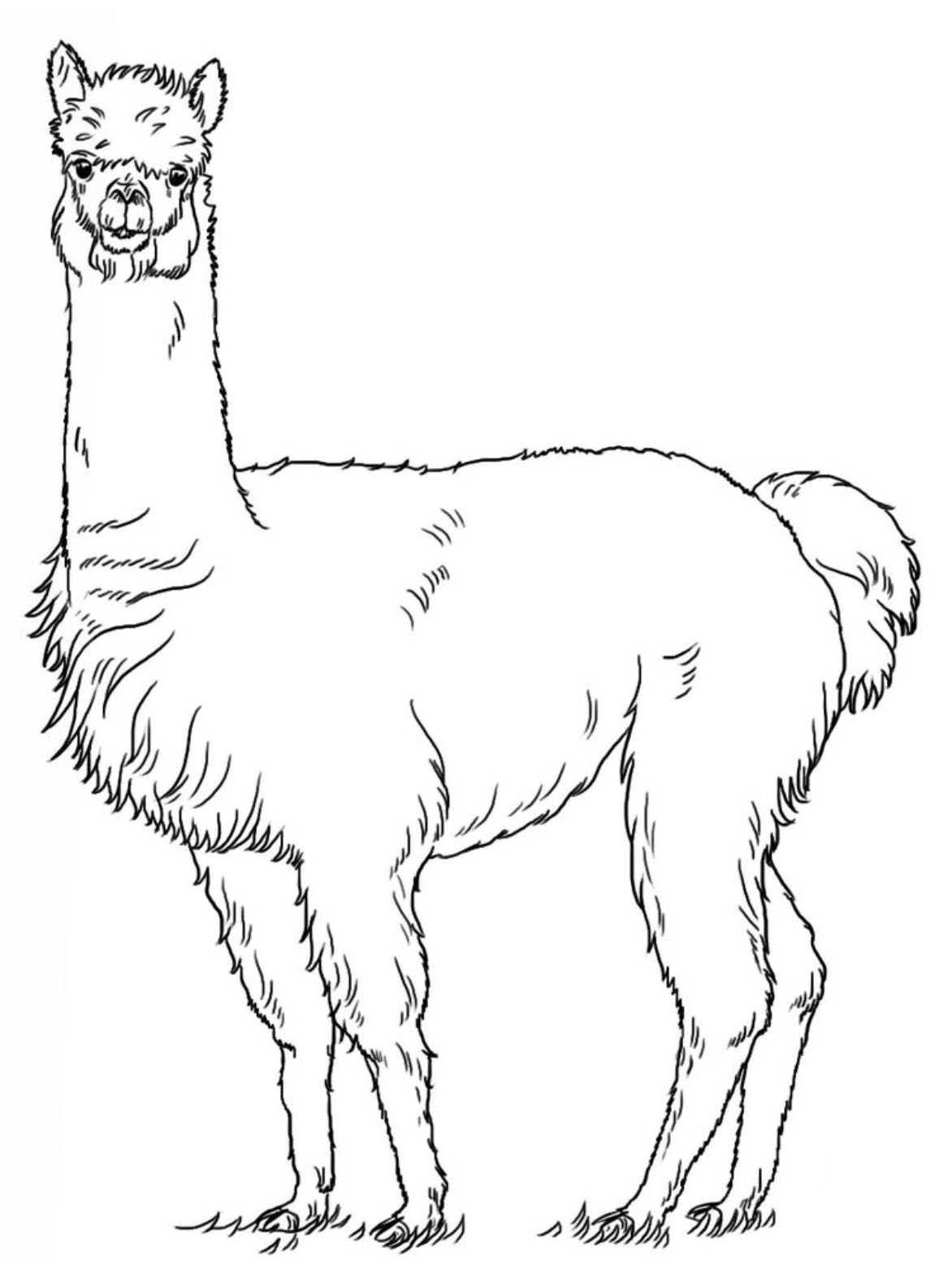 Free Llama Coloring Pages Printable