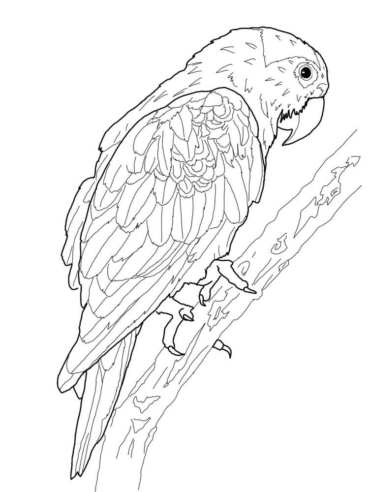 Free Parrot Coloring Pages Printable