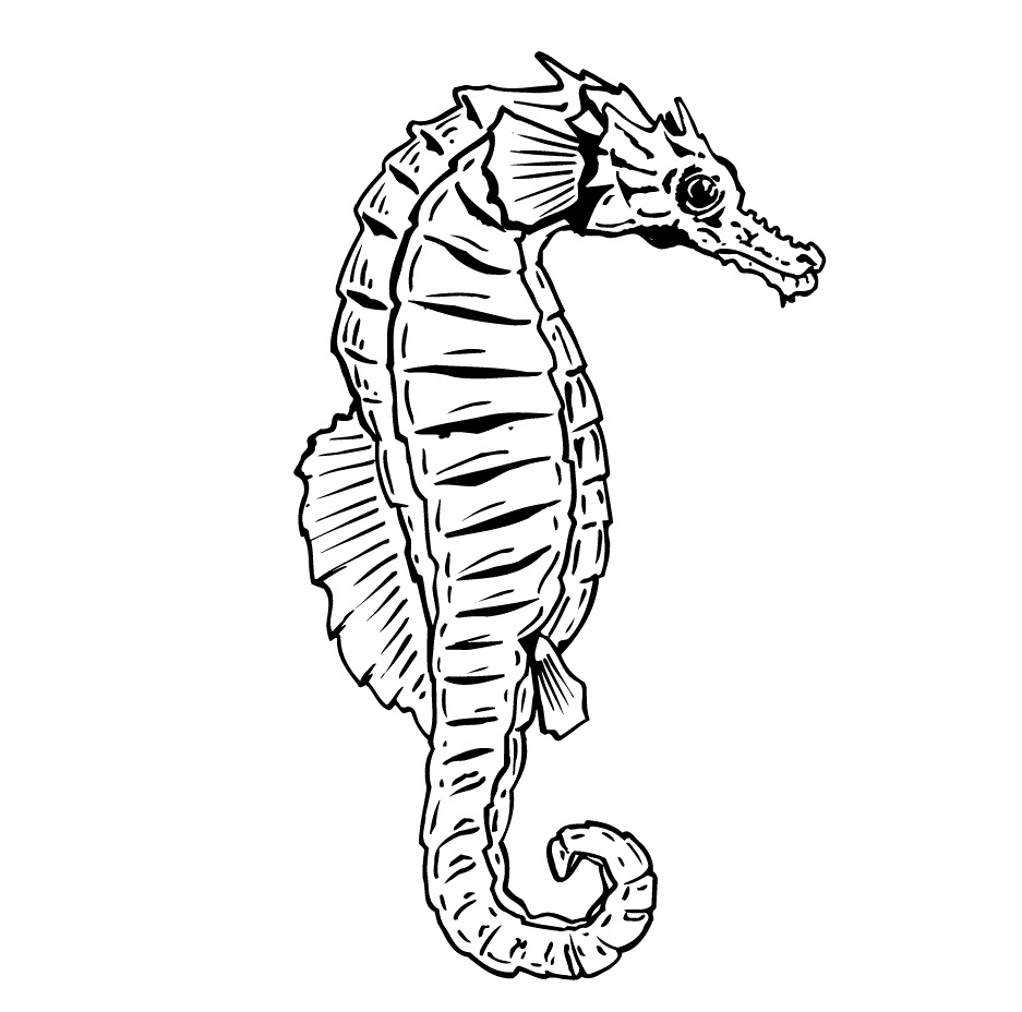 Free Seahorse Coloring Pages Print