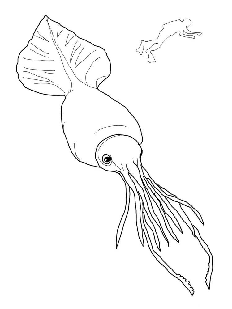 Free Squid Coloring Pages To Print