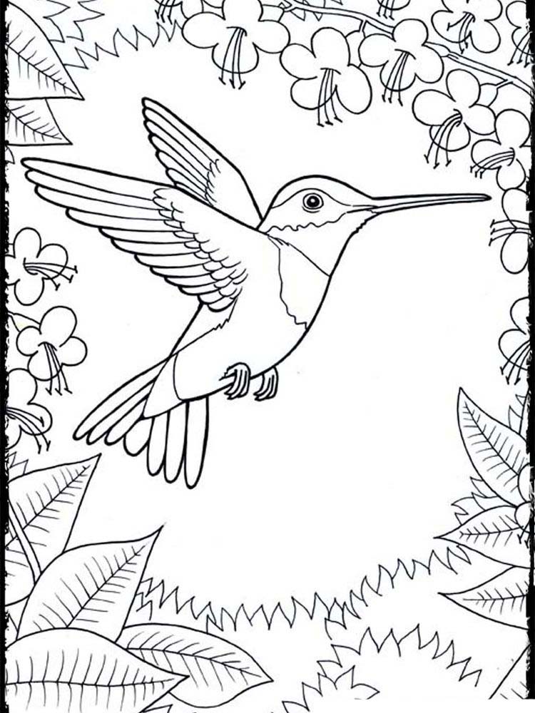 HummingBird Coloring Page