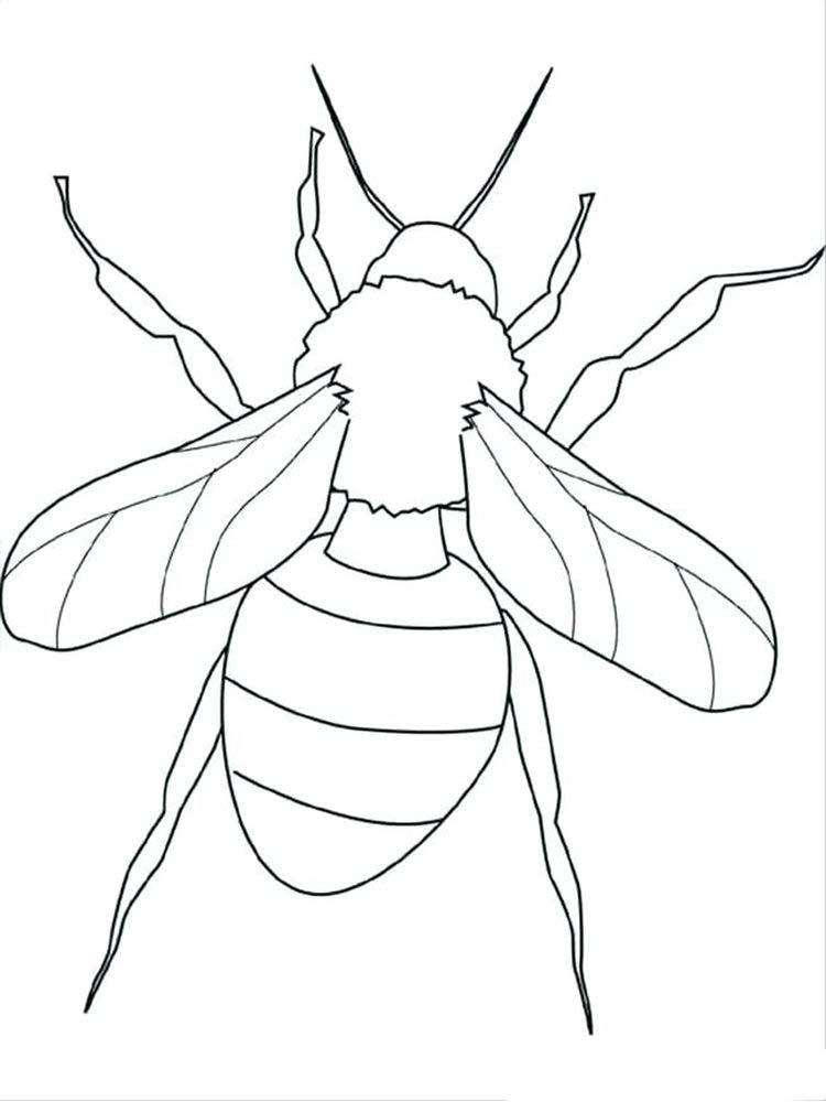 Insects Coloring Page print