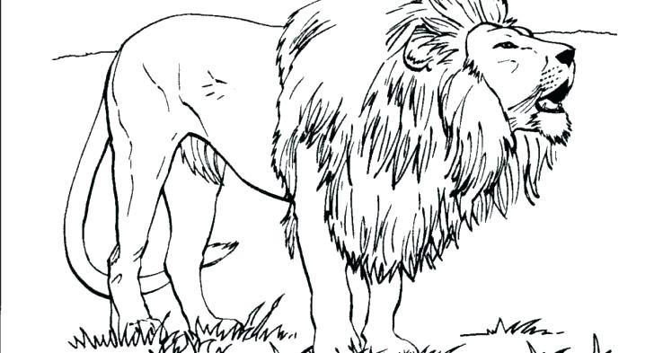 Lion Head Coloring Pages