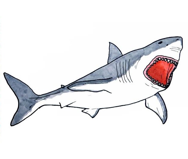 Fascinating and Powerful Creatures, Printable Shark Coloring Pages