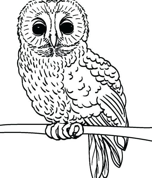 Owl Coloring Pages For Adults To Print