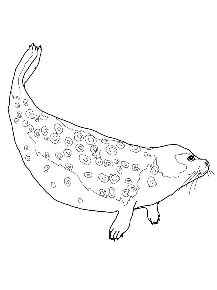 Printable Baby Seal Coloring Pages