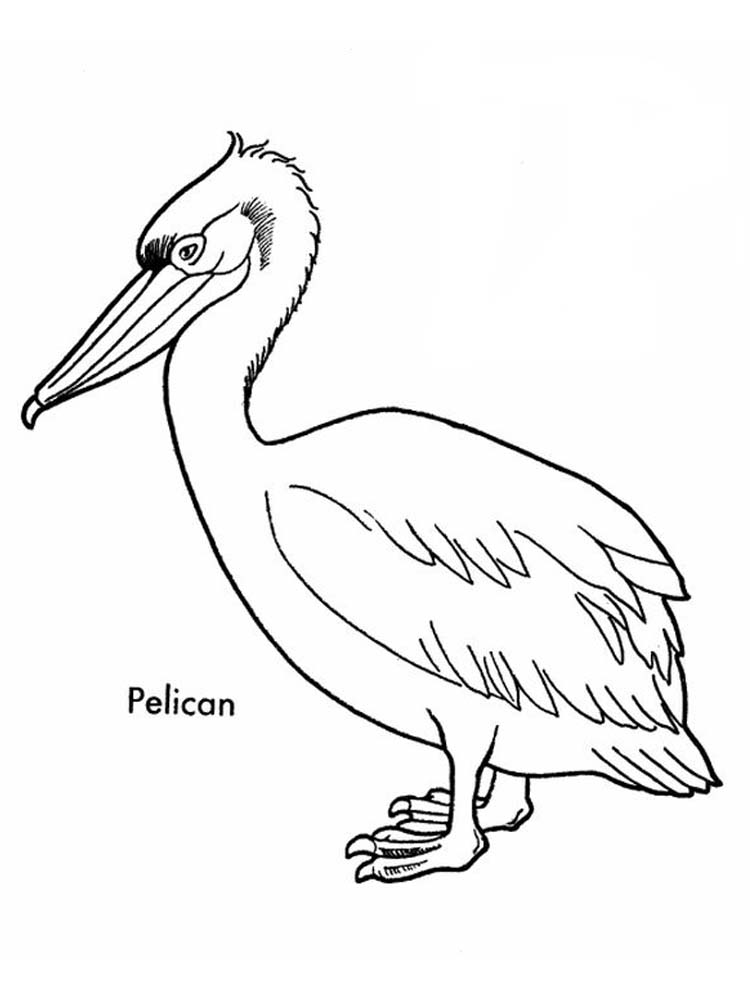 Printable Coloring Pages Of A Pelican