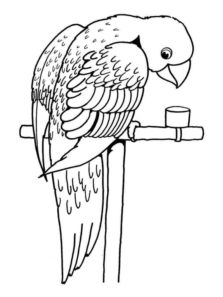 Printable Cute Parrot Coloring Pages