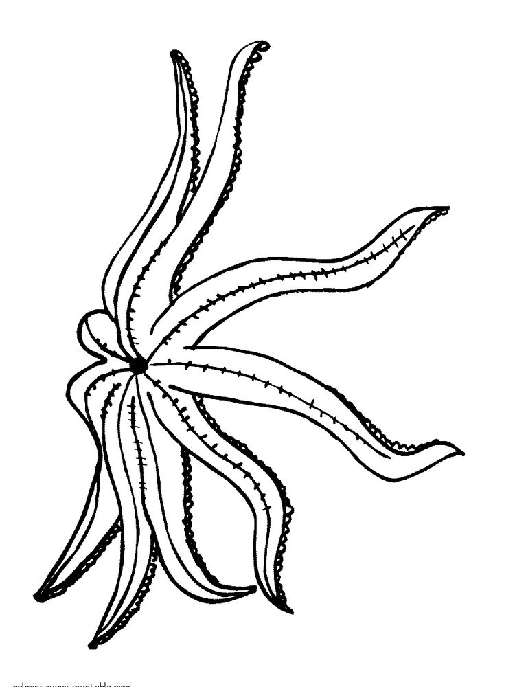 Printable Cute Starfish Coloring Pages Pdf