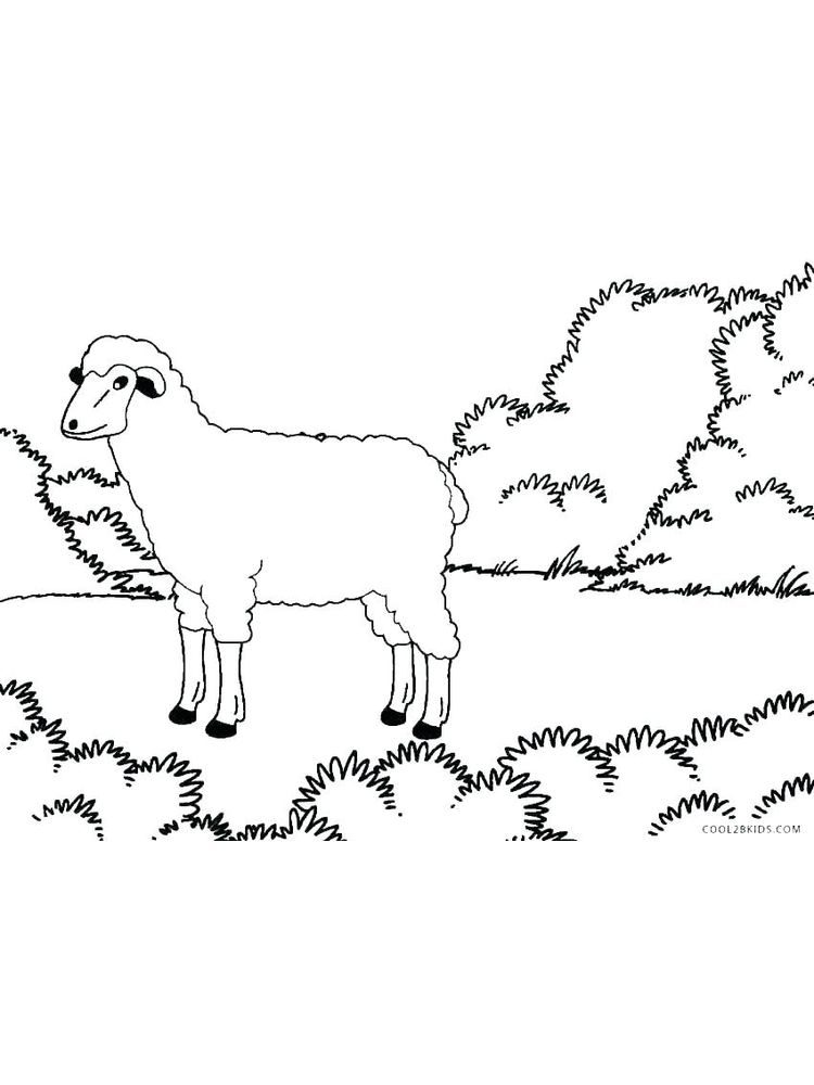 Printable Dall Sheep Coloring Pages