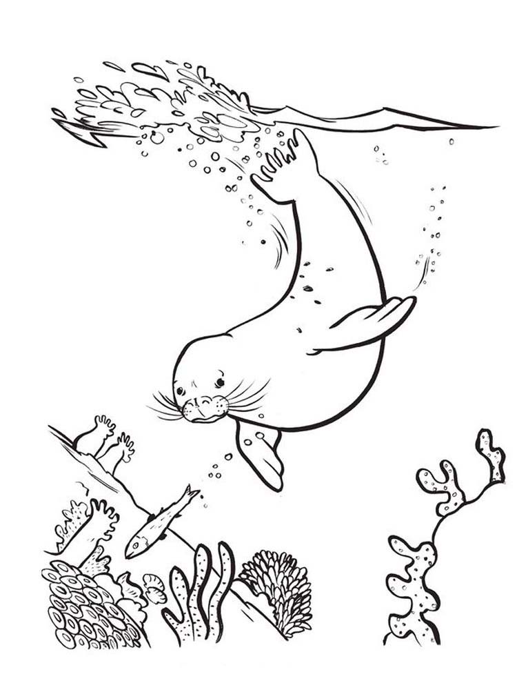 Printable Images Of Seal Coloring Pages