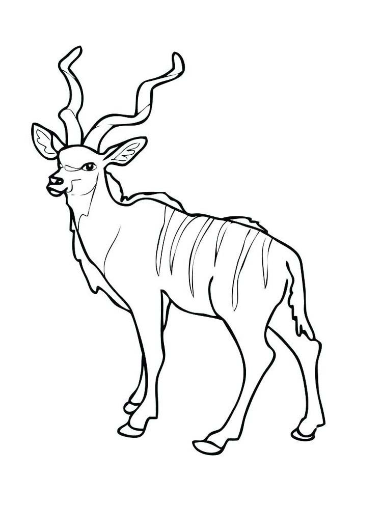 Printable Impala coloring pages download