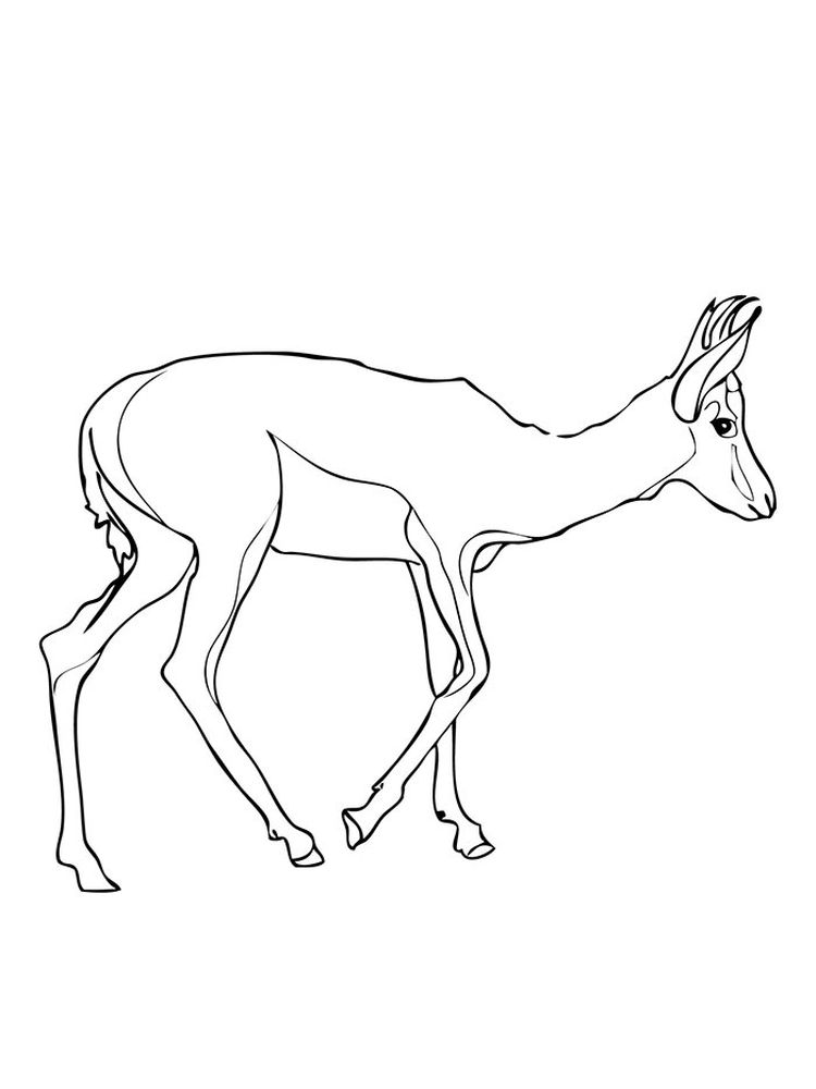 Printable Impala coloring pages free