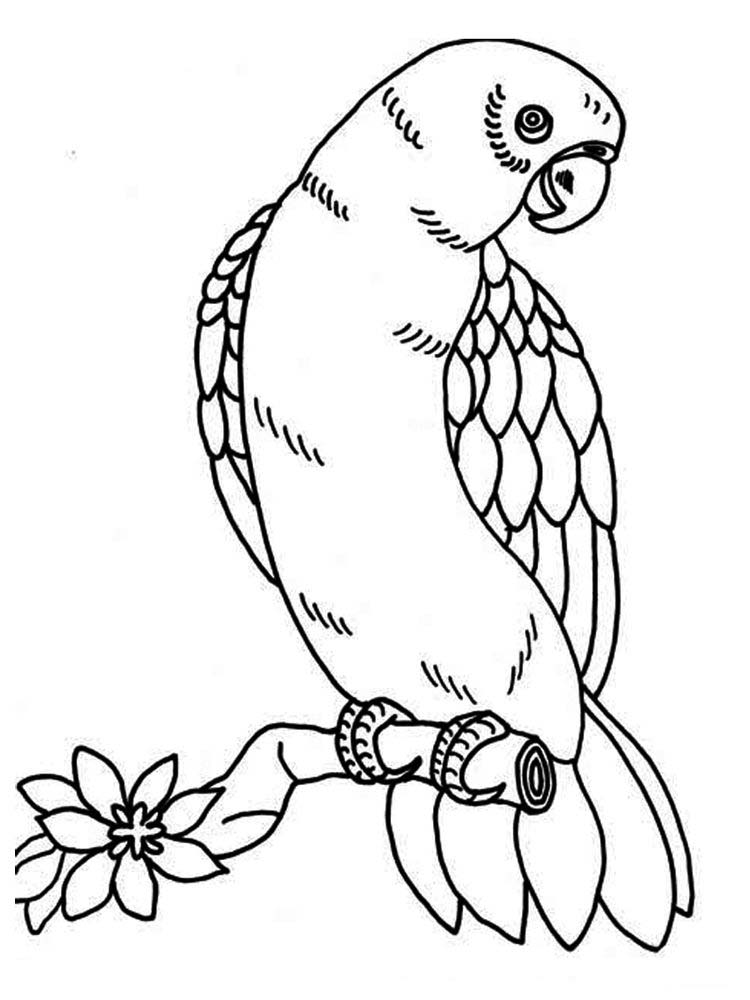 Printable Parrot Coloring Pages For Preschoolers