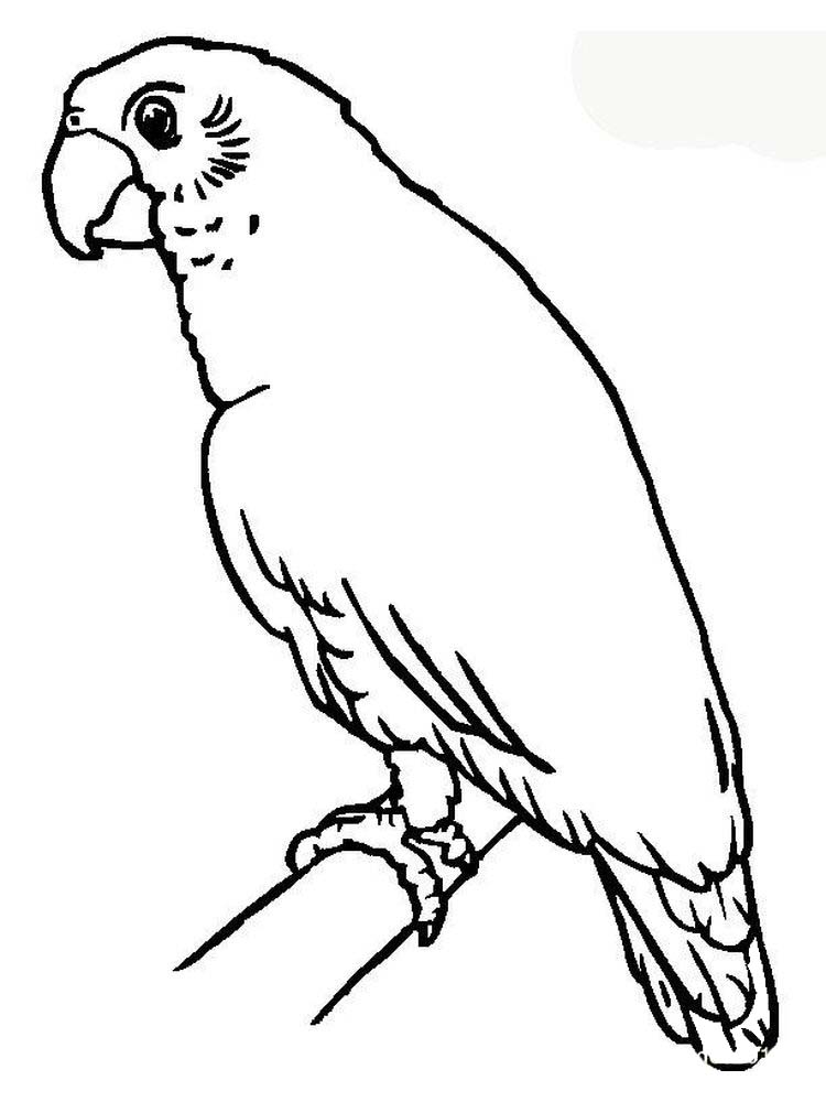 Printable Parrot Coloring Pages Online