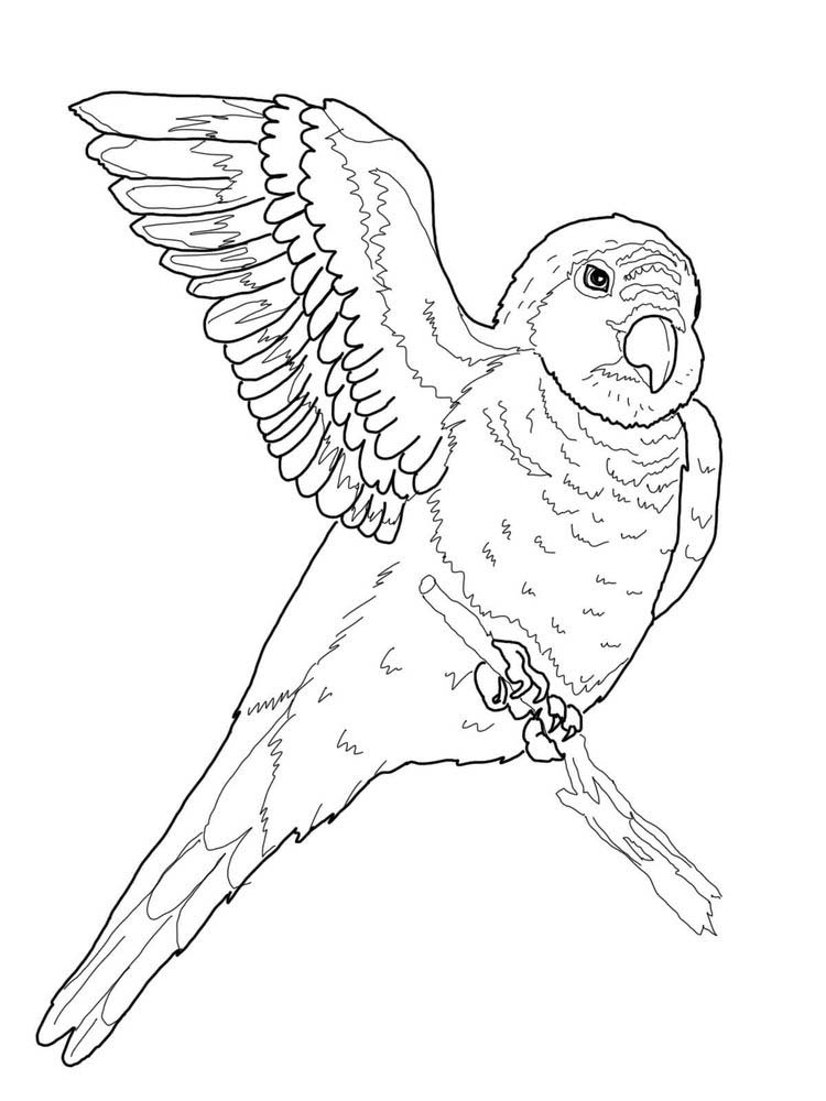 Printable Parrot Coloring Pages Pdf