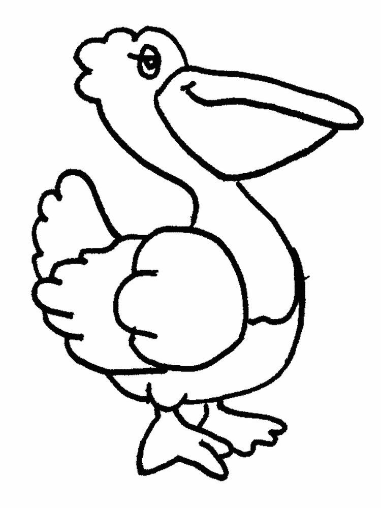 Printable Pelican Coloring Page Printable