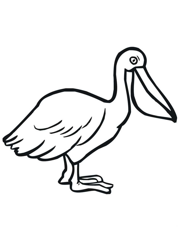 Printable Pelican Coloring Pages