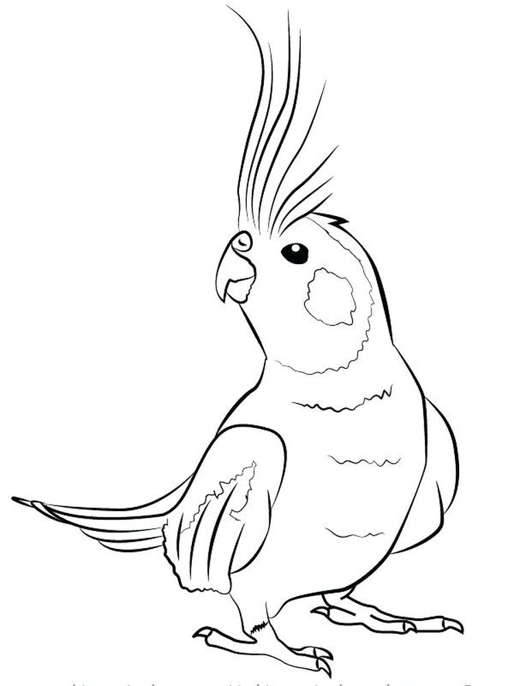 Printable Pirate Parrot Coloring Pages